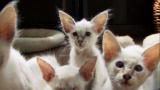 Cats 101: Javanese