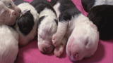 Dogs 101: Puppies (Full Episode)