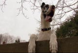 play video on Animal Planet