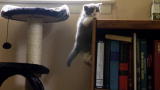 Too Cute!: British Shorthairs wreak Havoc