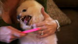 It's Me or the Dog: Peanut