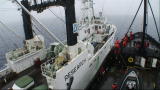 Whale Wars: Is Whale Wars Staged?