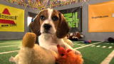 Puppy Bowl: Game Day Revisited: Puppy Bowl V: A Whole Lotta Fur Flies