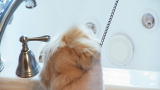 It's Me or the Dog: How Not to Bathe a Dog