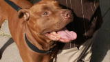 Pit Boss: Saving Pit Bull Ozzy