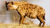 play video on Animal Planet