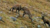 Wild Russia: Fighting Caucasian Turs