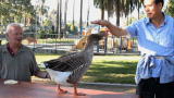Bad Dog!: Maria the Jealous Goose