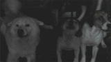 Confessions: Animal Hoarding: Ginny