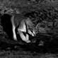 Mutual of Omaha's Wild Kingdom: Caracal Stalks a Stork