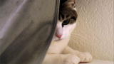 My Cat from Hell: Tiny Dog Scares Cat