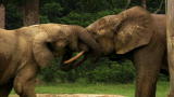 Mutual of Omaha's Wild Kingdom: Forest Elephant Copycats