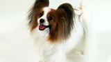 Dogs 101: Papillion