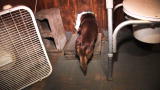Confessions: Animal Hoarding: Judy