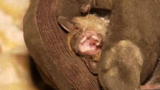 Call of the Wildman: Catching Bats in Mid-Flight