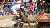 Untamed and Uncut: Alligator Bites the Hand That Feeds