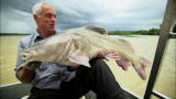River Monsters: Huge Nile Catfish