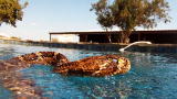 Rattlesnake Republic: Swimming With Rattlesnakes