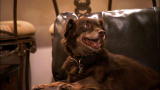 It's Me or the Dog: Luca & Zoe