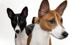 Basenji