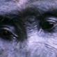 Animal Face-Off: Gorilla vs. Leopard