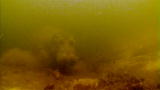 Swimming With Monsters: Terrifying Encounter