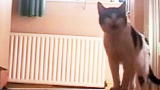 America's Cutest Cat 2010: Talking Tabby
