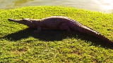 APL Top 25 of All Time: The Crocodile Hunter, Freshwater Crocs