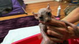 First Bath for Sphynx Kittens