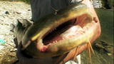 River Monsters: Jeremy's First Goonch