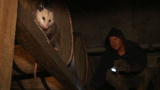 Call of the Wildman: Live Action Opossum Hunt