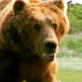 Grizzly Man: The Theatrical Trailer