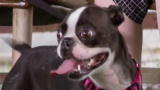 Pit Bulls and Parolees: Will Bronco Make New Terrier Friends?