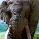 Mutual of Omaha's Wild Kingdom: Elephants Form Bonds for Life
