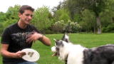 The Zak George Project: Turn Your Dog into a Frisbee Fan