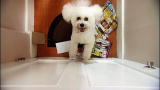 It's Me or the Dog: Lily