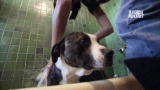 Pit Bulls and Parolees: It's Bath Time!