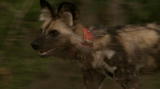 Mutual of Omaha's Wild Kingdom: Wild Dogs Hunt
