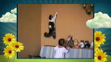 America's Cutest Pet: Super Cat Climbs Walls