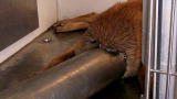 Weird True & Freaky: Dog's Head Stuck In Pipe