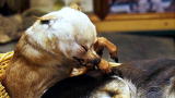American Stuffers: Dog Kept in Freezer for 4 Years