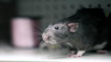 Rat Busters NYC: Best and Worst Parts of the Job