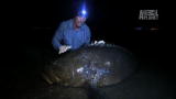 River Monsters: Shockingly Huge American Grouper