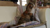 Cats 101: LaPerm