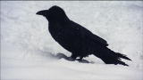 WildRussia: Ravens Frolic in Snow