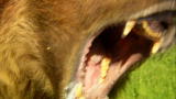 Maneaters: Grizzly Bears