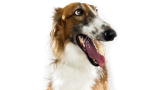 Borzoi
