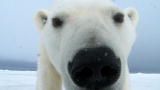 Polar Bear: Spy on the Ice: Polar Bear Spy Cameras