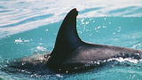 The Ultimate Guide to Dolphins: Uniqueness of Dolphin Fins