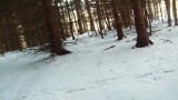 Finding Bigfoot: Salt Fork Bigfoot Sighting